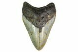 Fossil Megalodon Tooth - North Carolina #149402-1